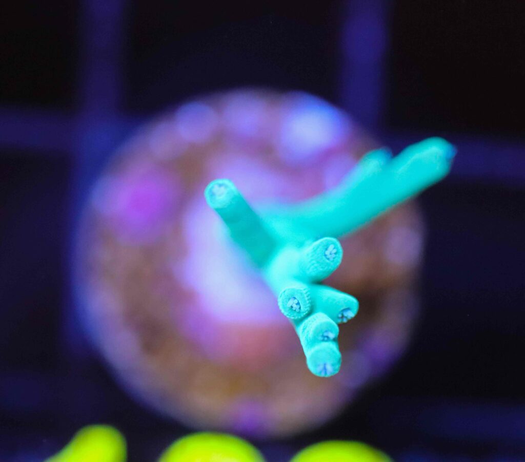 Frag Box Corals