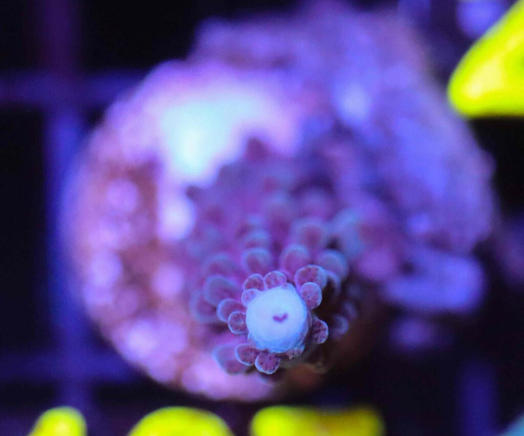 Frag Box Corals