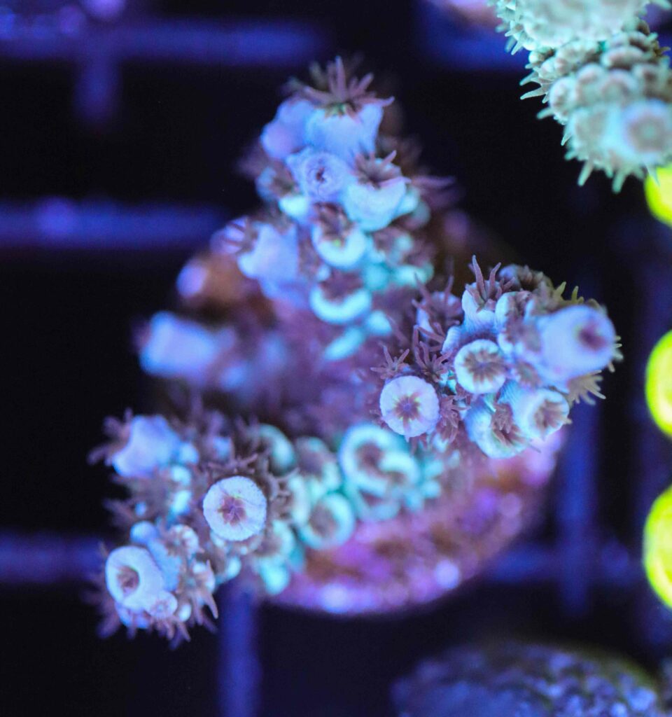 Frag Box Corals
