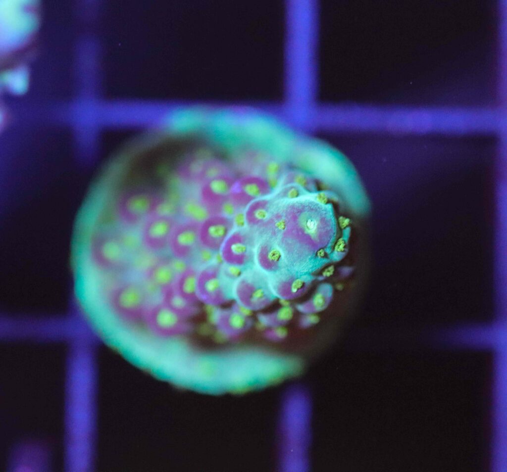 Frag Box Corals