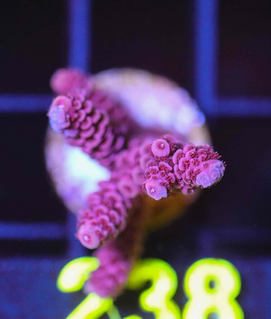 Frag Box Corals