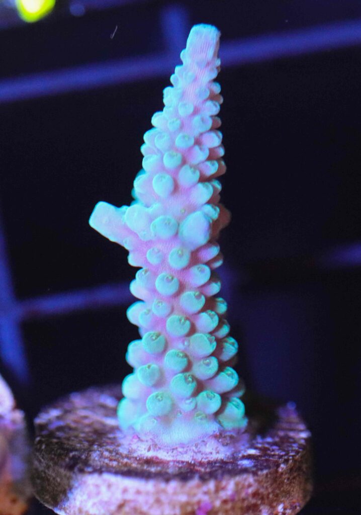 Frag Box Corals