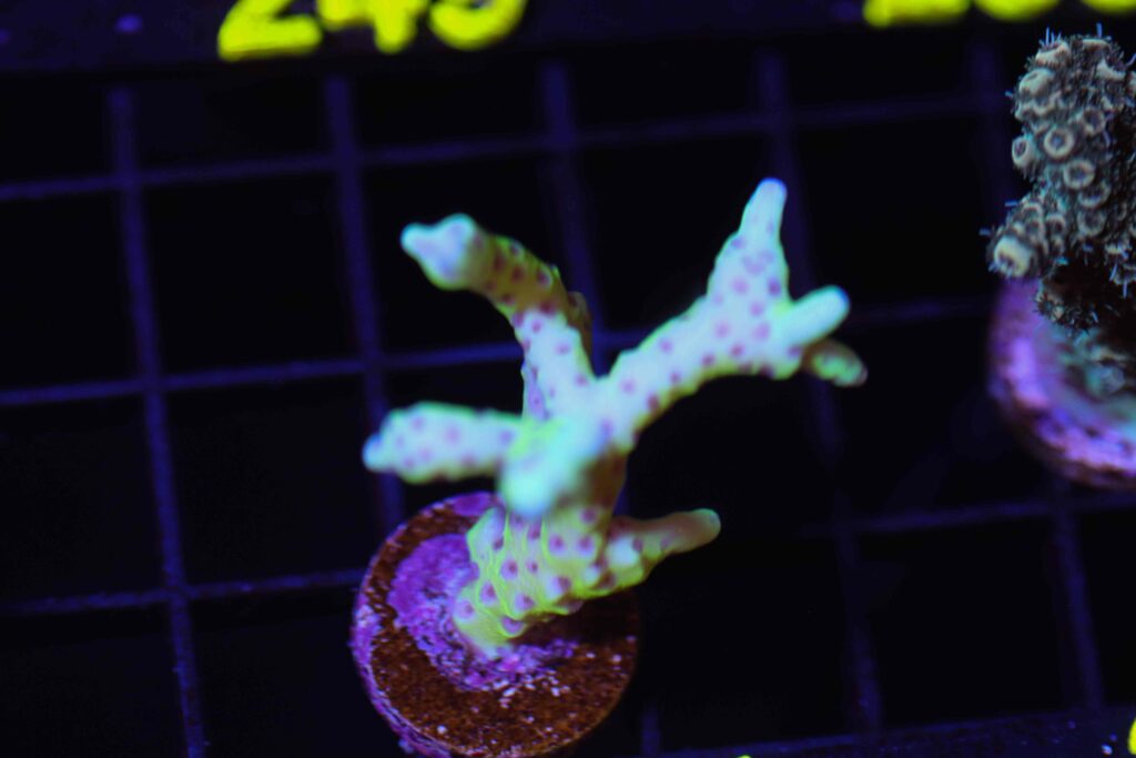 Frag Box Corals