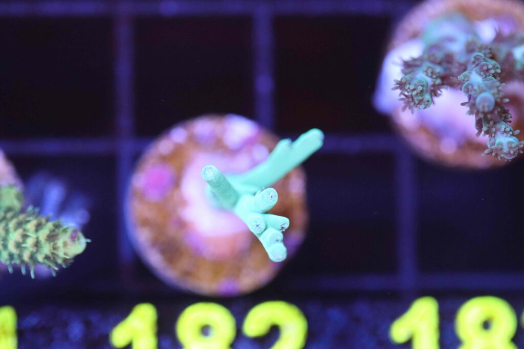 Frag Box Corals