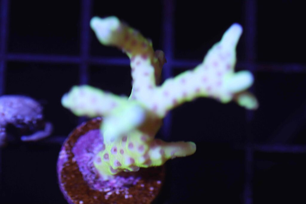 Frag Box Corals