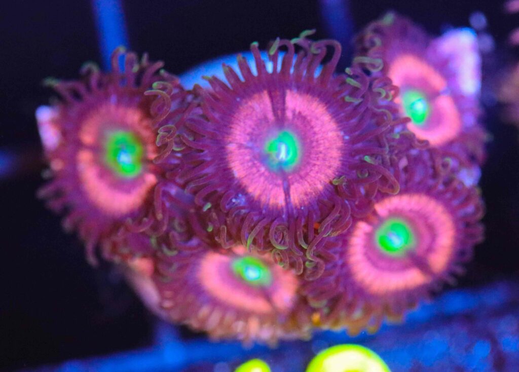 Frag Box Corals