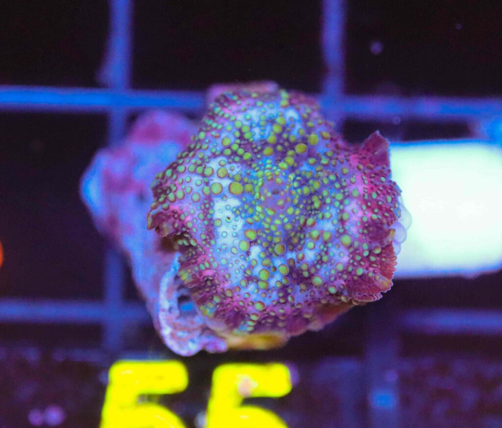 Frag Box Corals