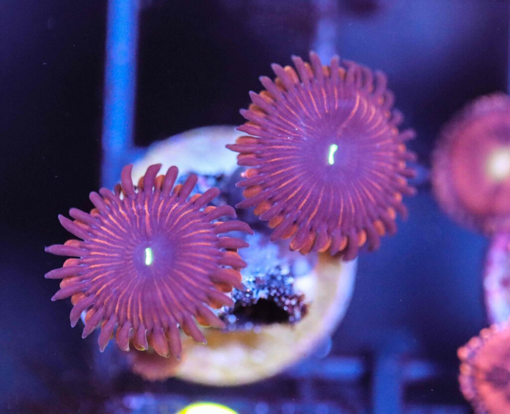 Frag Box Corals