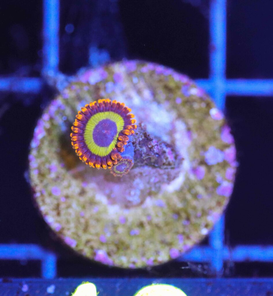 Frag Box Corals