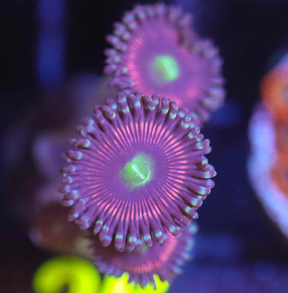 Frag Box Corals