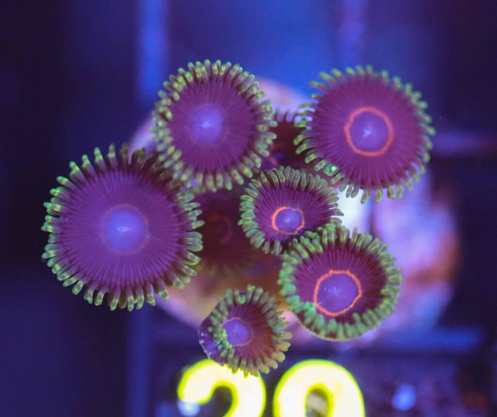 Frag Box Corals
