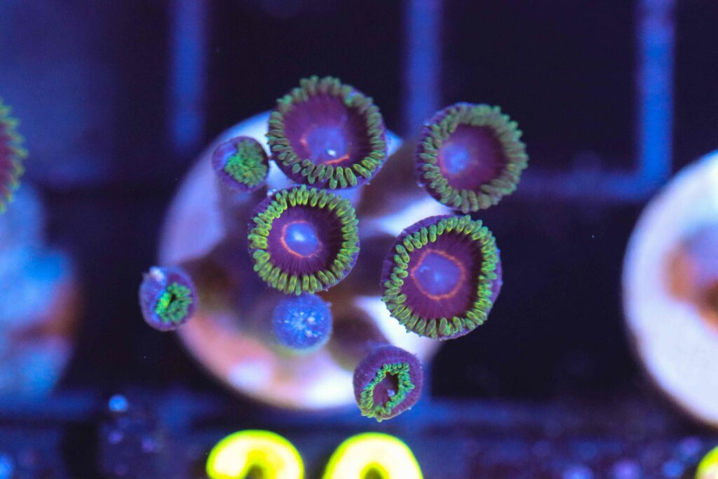 Frag Box Corals