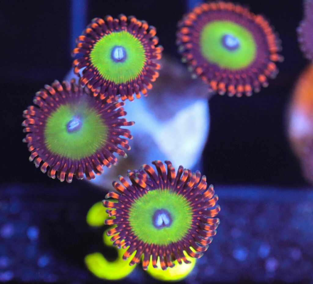 Frag Box Corals