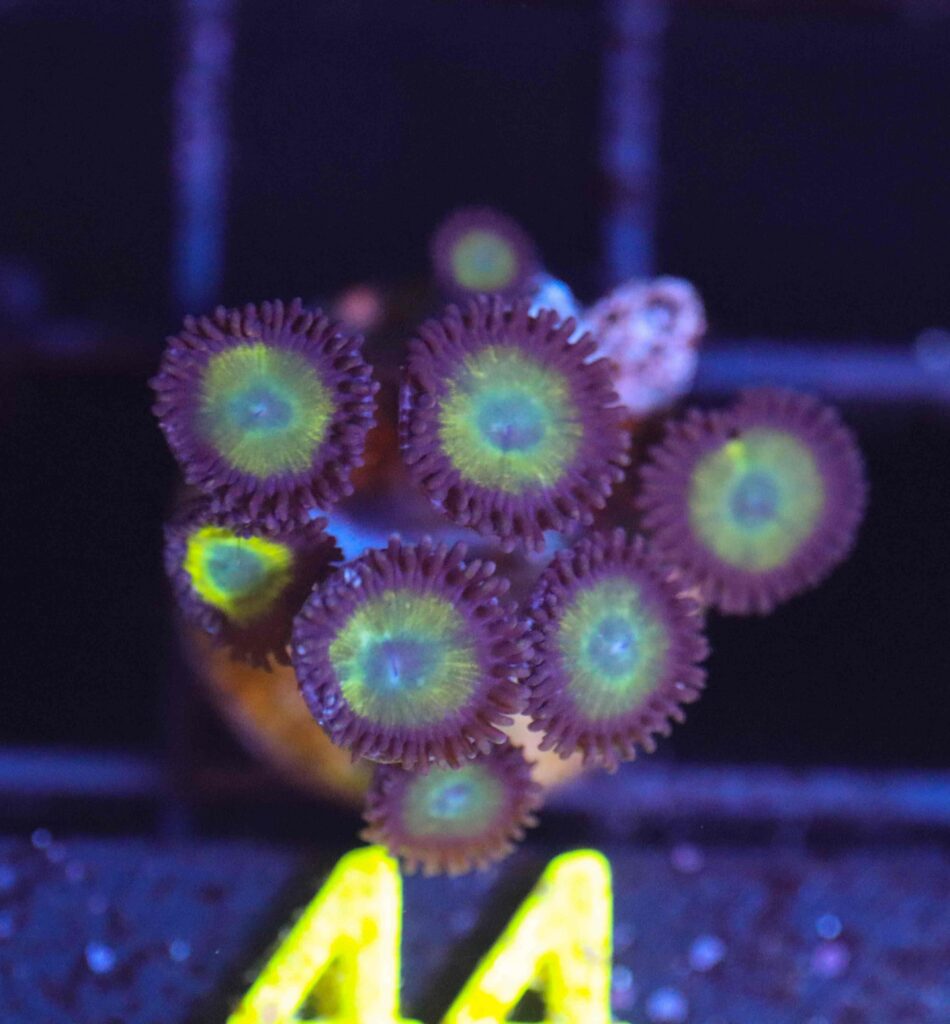 Frag Box Corals