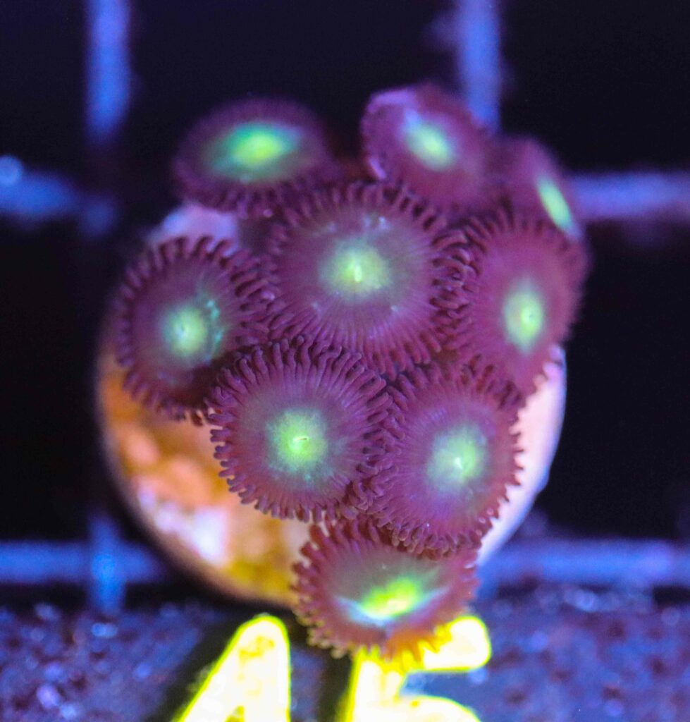 Frag Box Corals