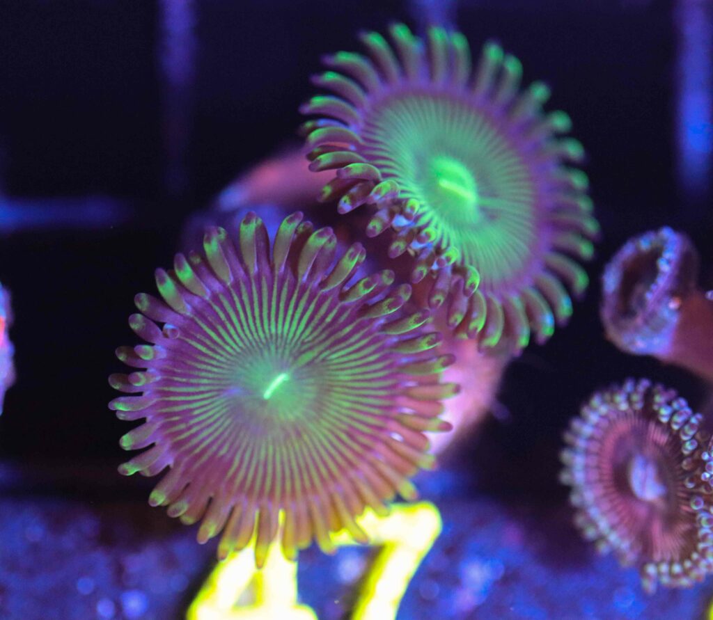 Frag Box Corals