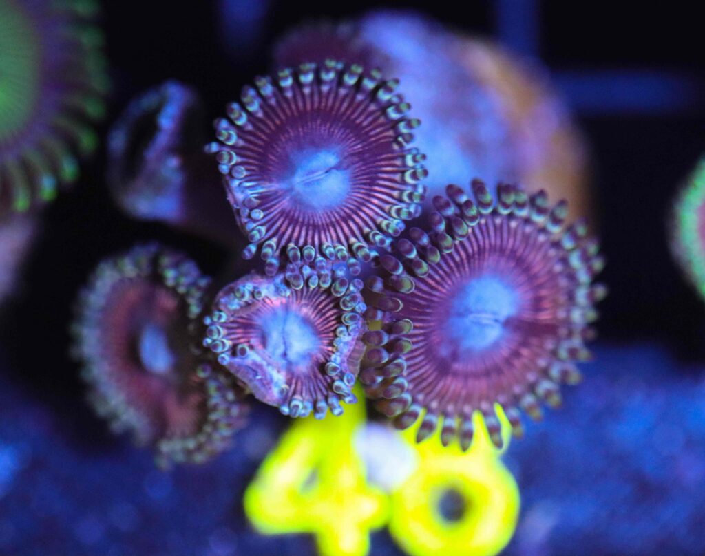 Frag Box Corals