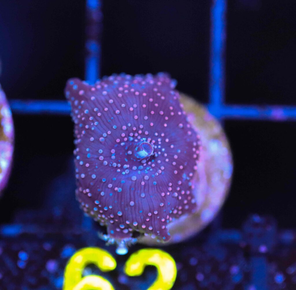 Frag Box Corals