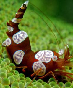 Sexy Shrimp