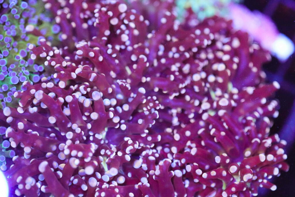 Frag Box Corals
