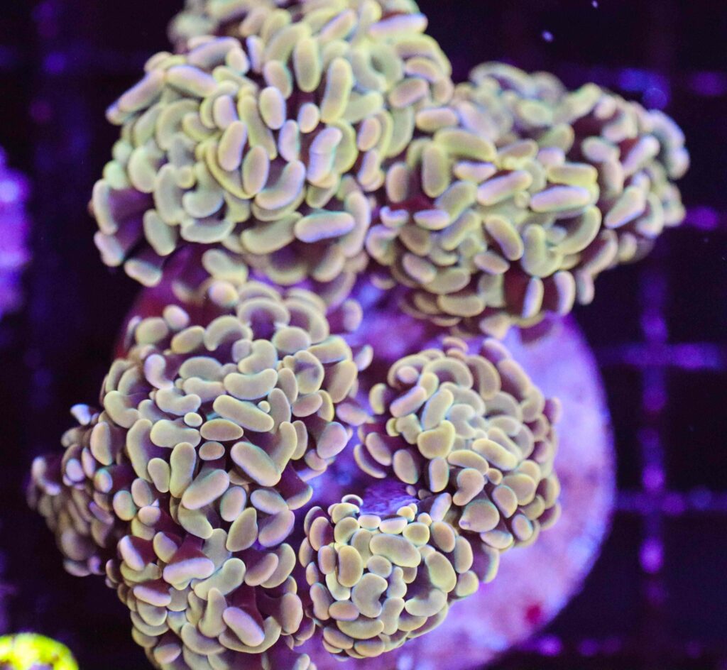 Frag Box Corals