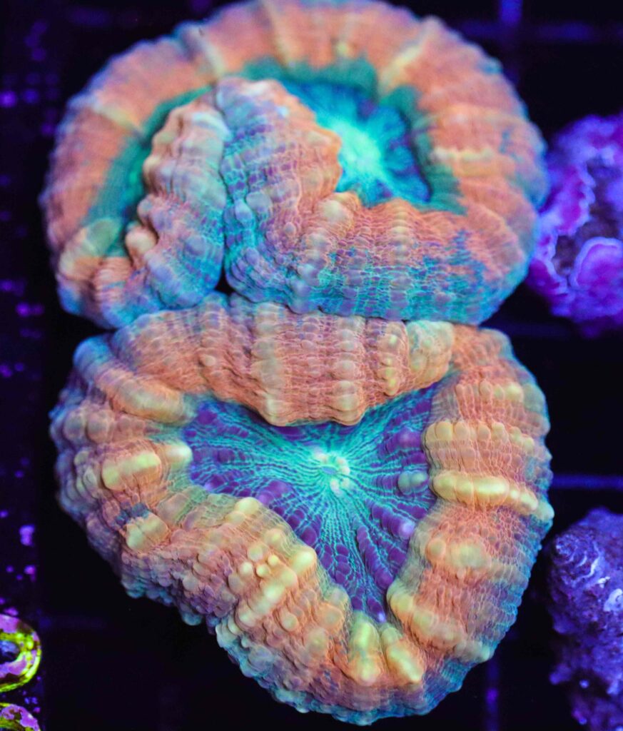 Frag Box Corals