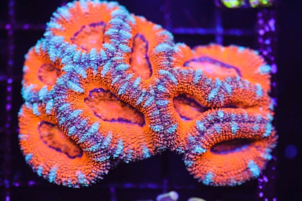 Frag Box Corals