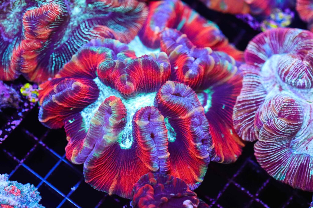 Frag Box Corals