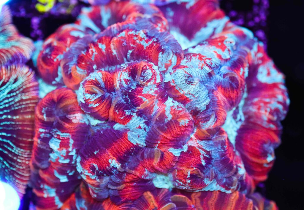 Frag Box Corals