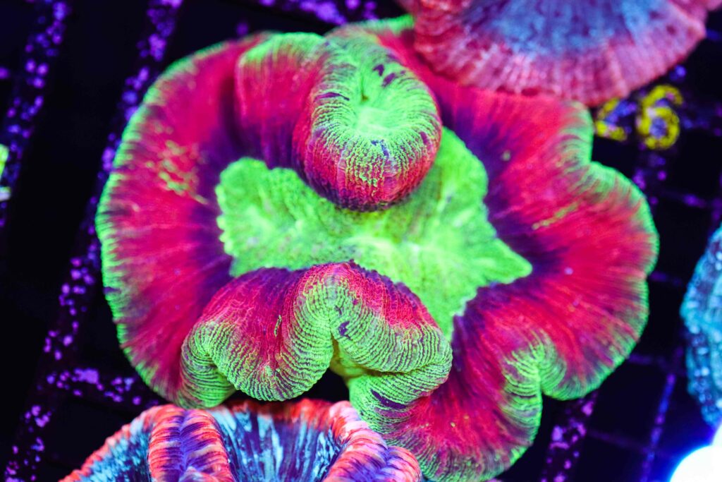Frag Box Corals