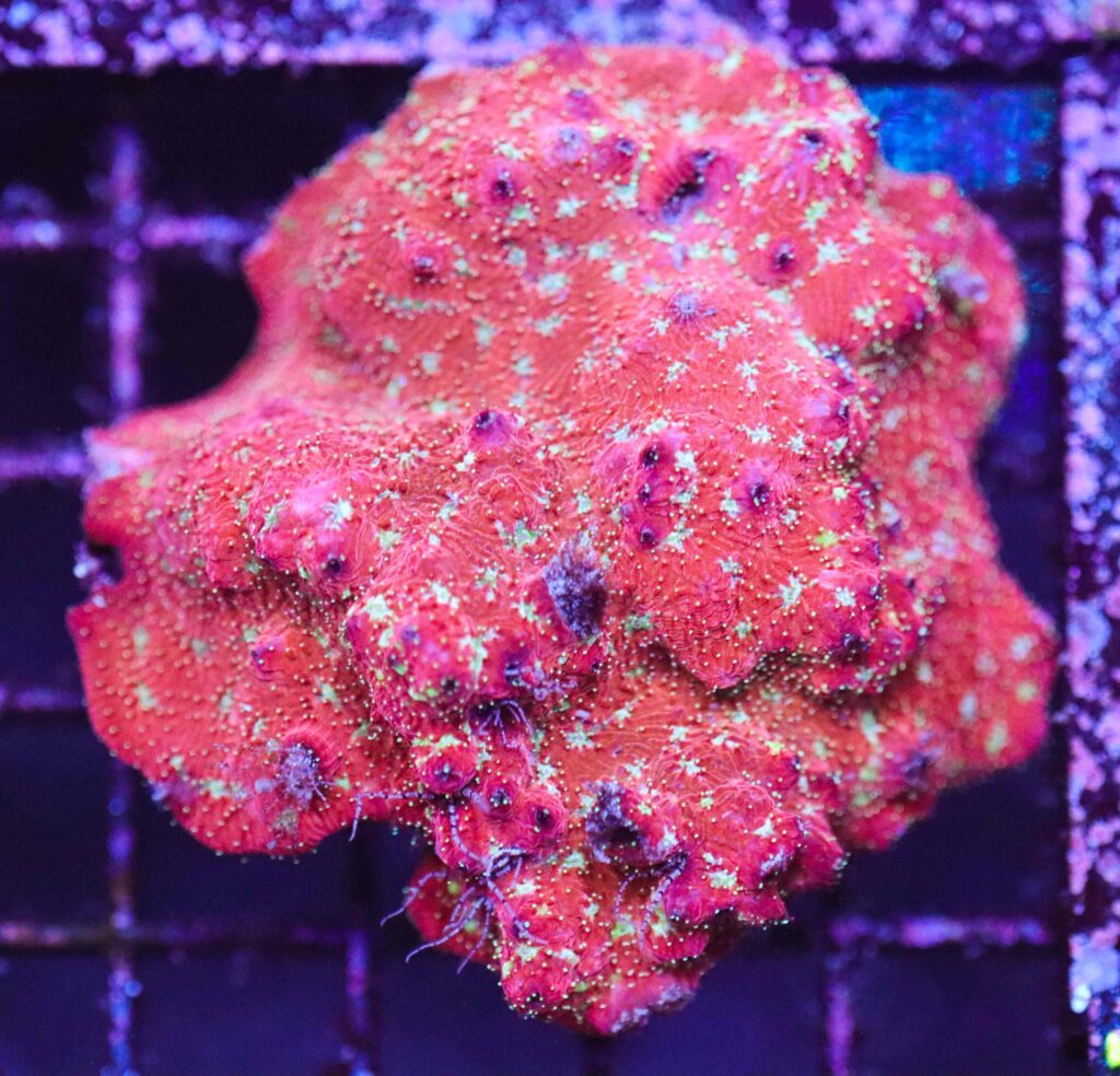 Frag Box Corals