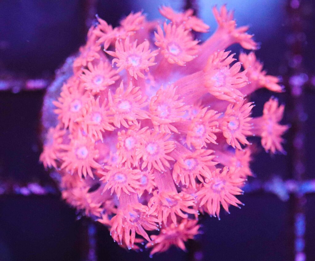 Frag Box Corals