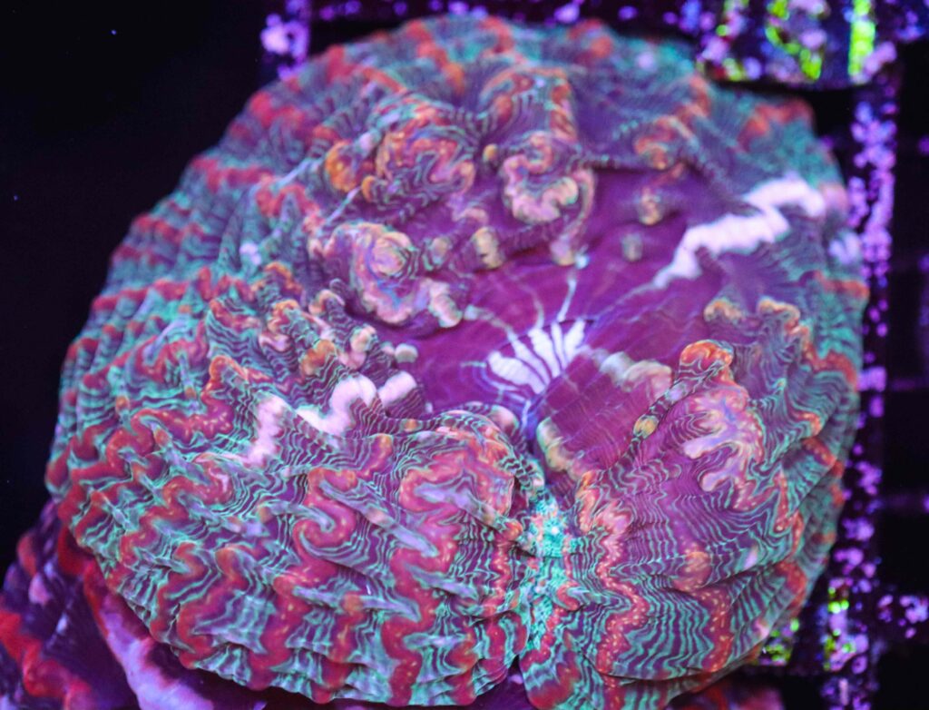 Frag Box Corals