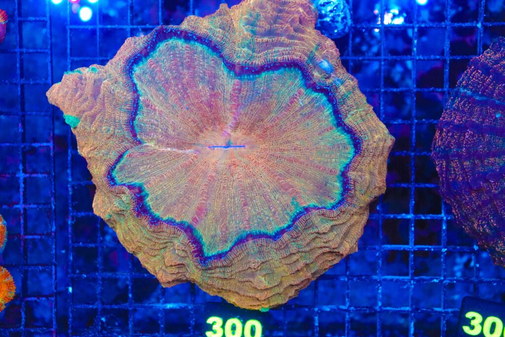 Frag Box Corals