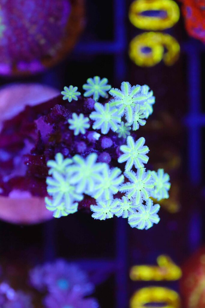 Frag Box Corals