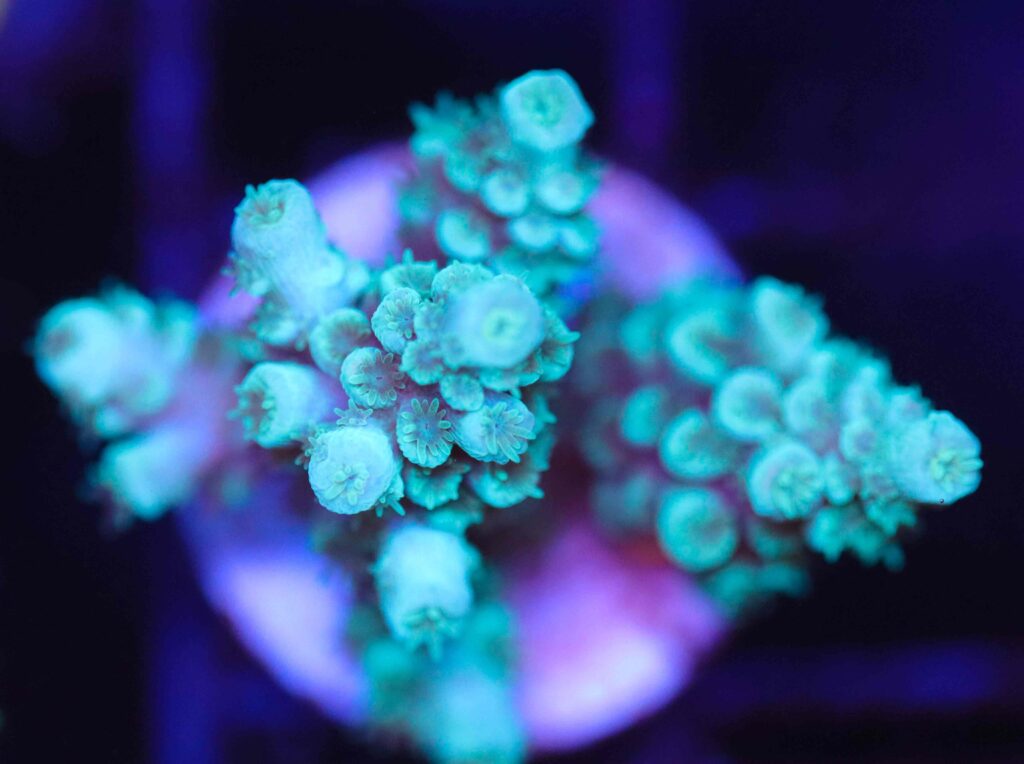 Frag Box Corals