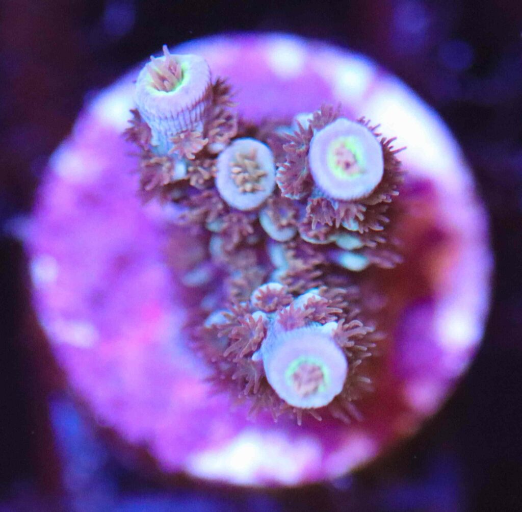 Frag Box Corals
