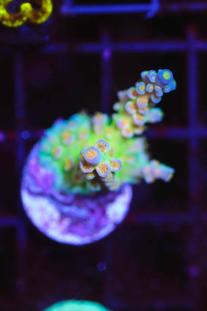 Frag Box Corals