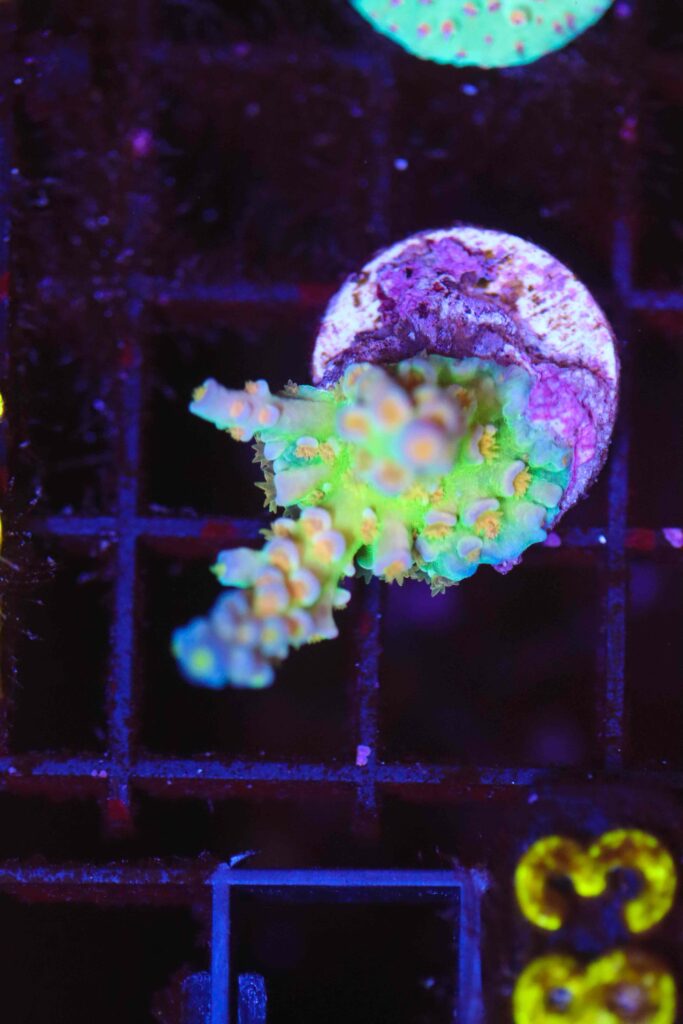 Frag Box Corals