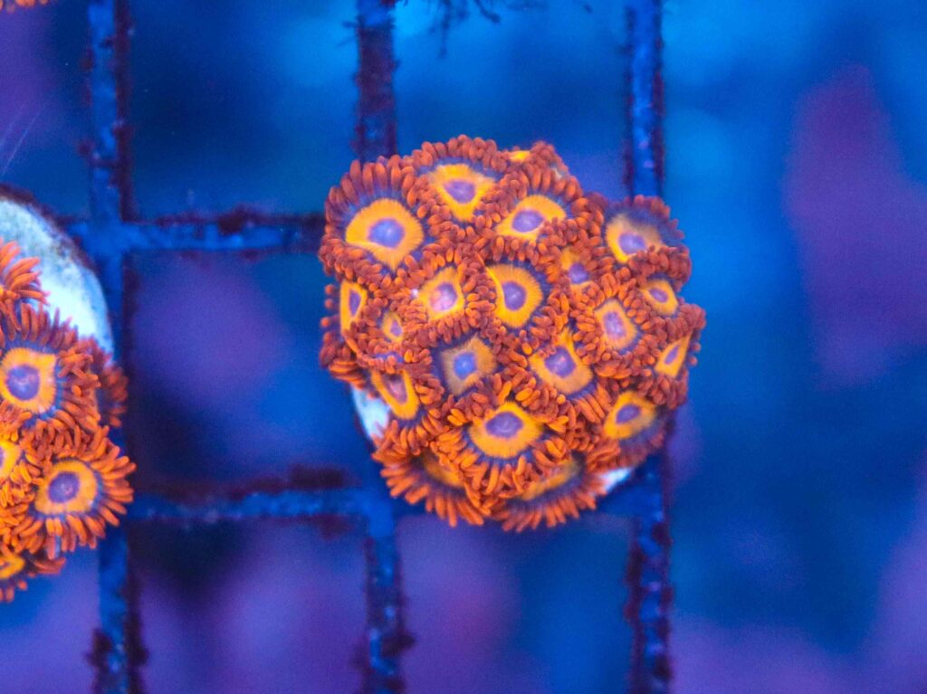 Frag Box Corals