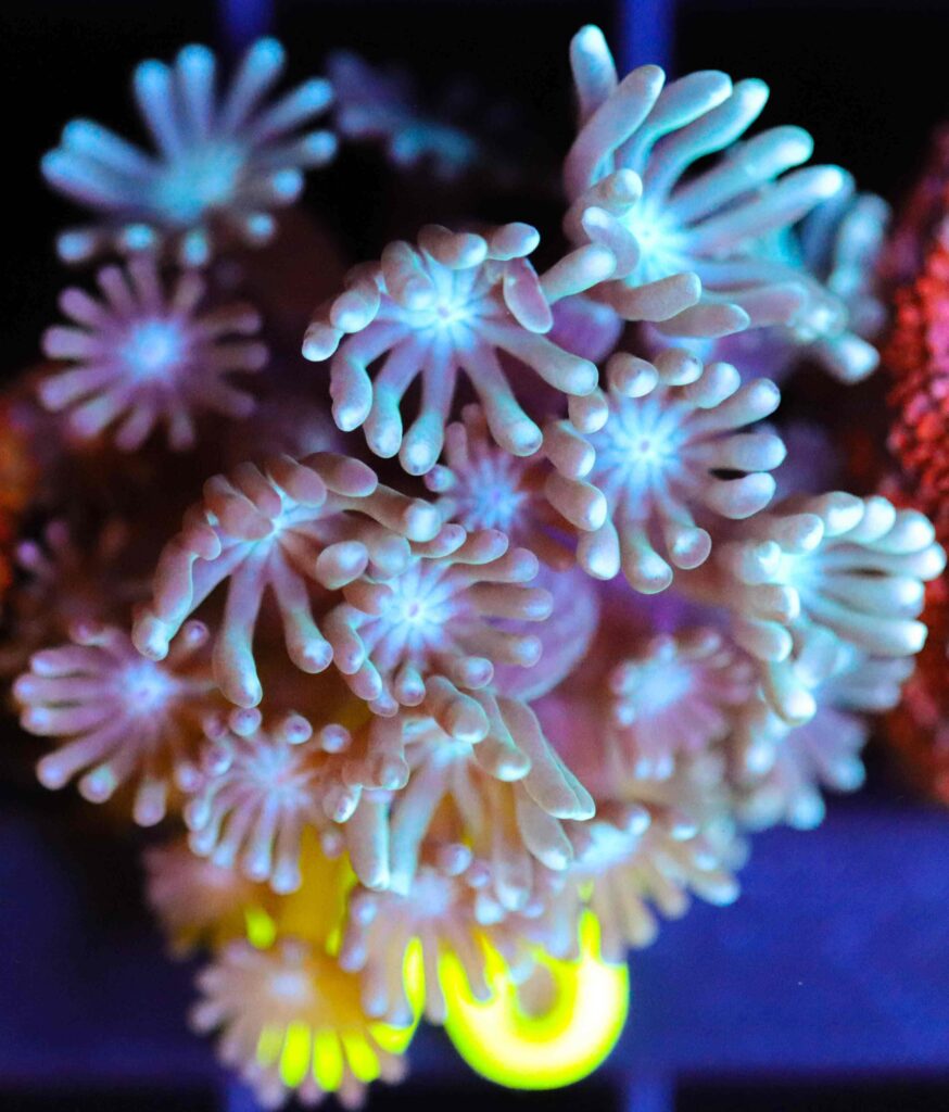 Frag Box Corals