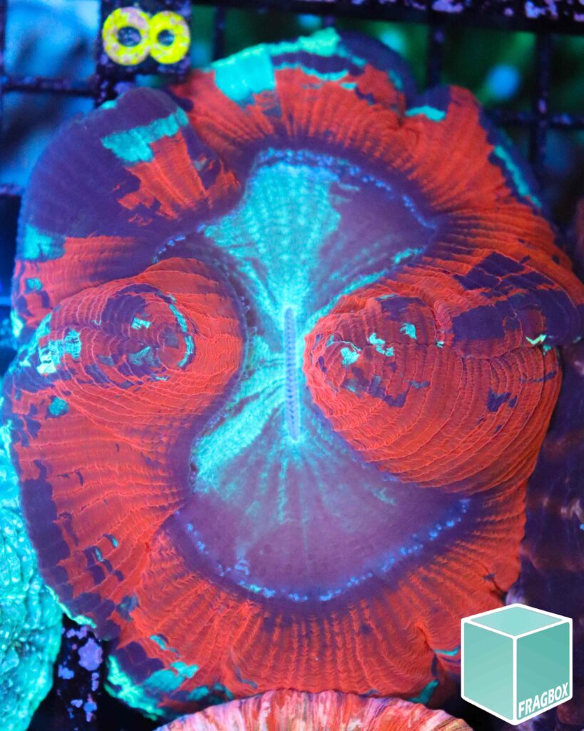 Frag Box Corals