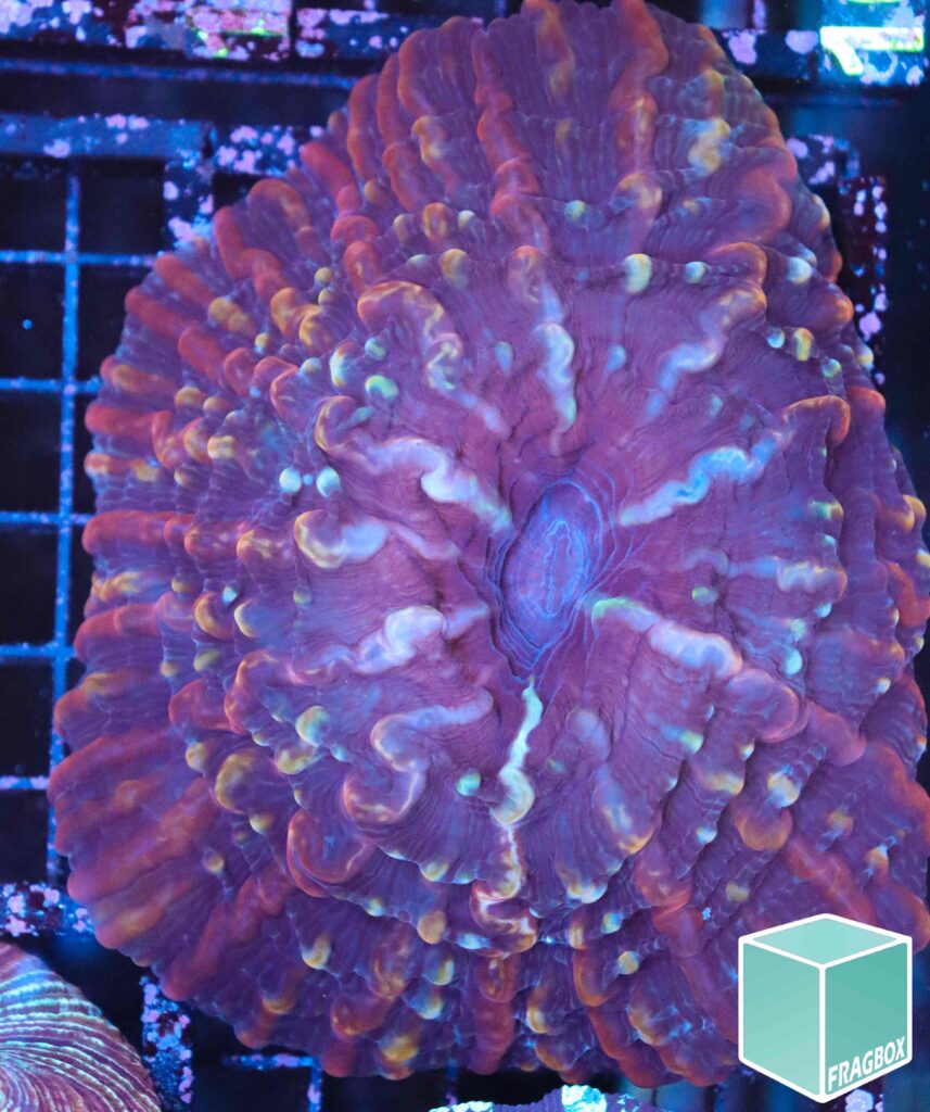 Frag Box Corals
