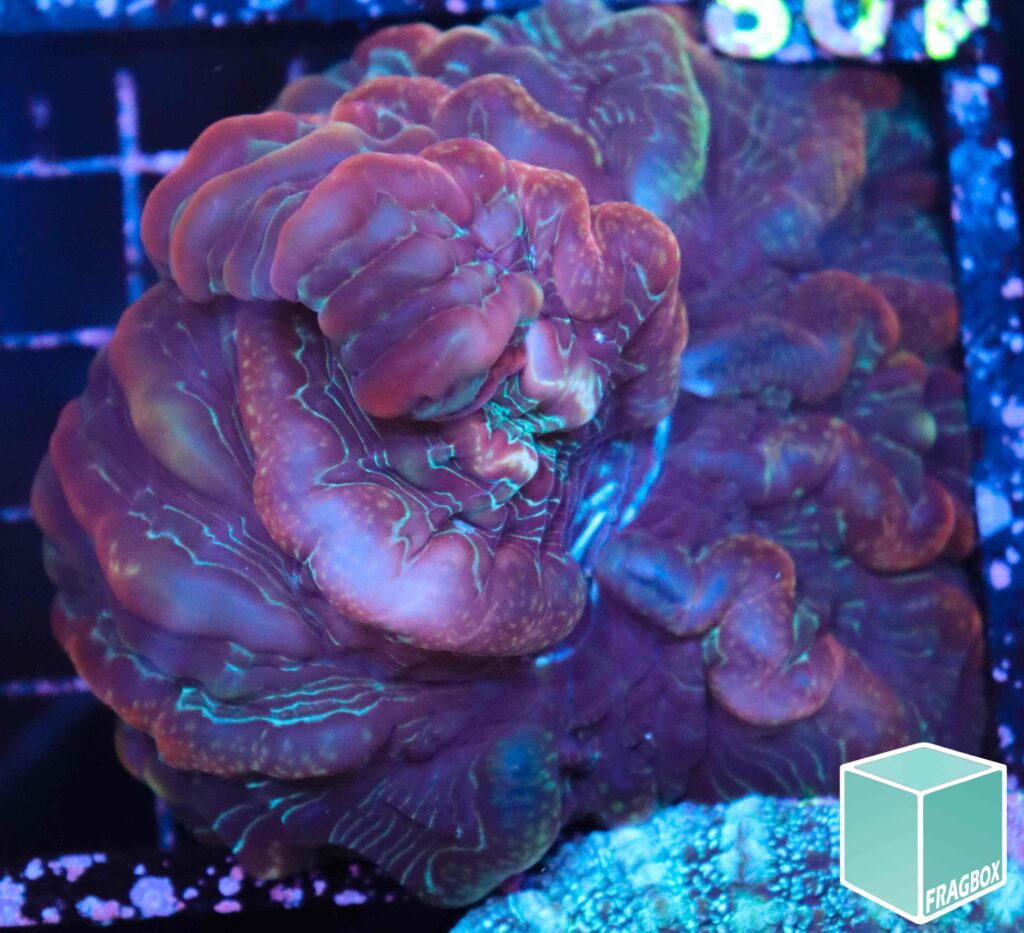 Frag Box Corals