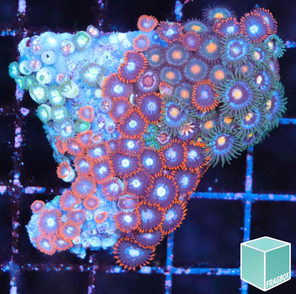 Frag Box Corals