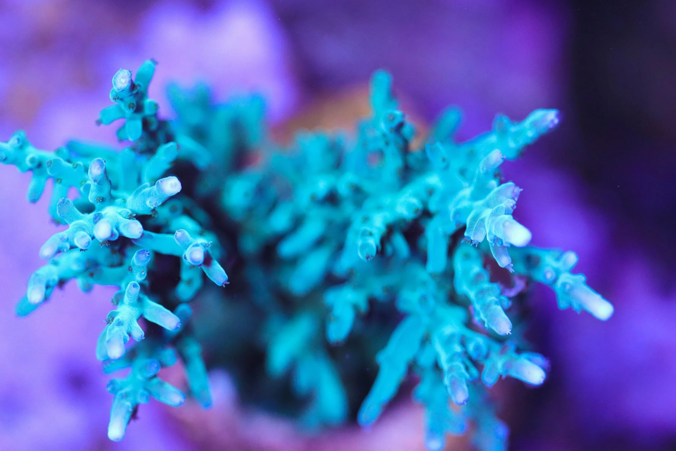 Ora Hawkins Enchinata