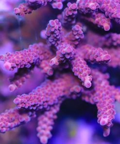 Reef Raft Red Diablo Acropora Frag (A13) *Red Staghorn Very Rare Color*