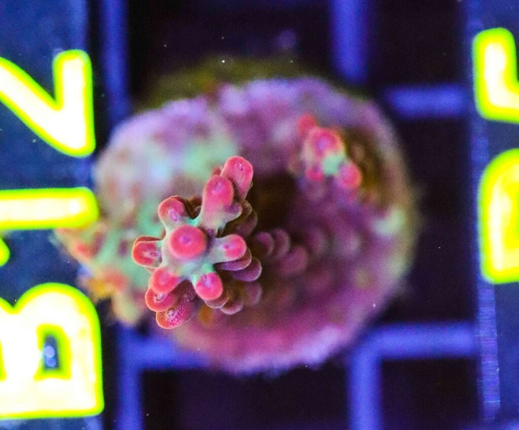 Frag Box Corals