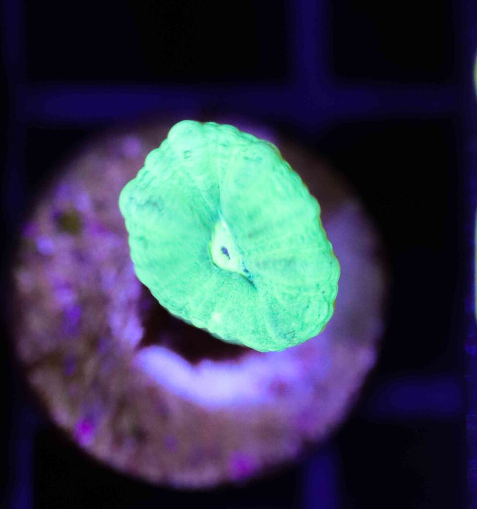 Frag Box Corals