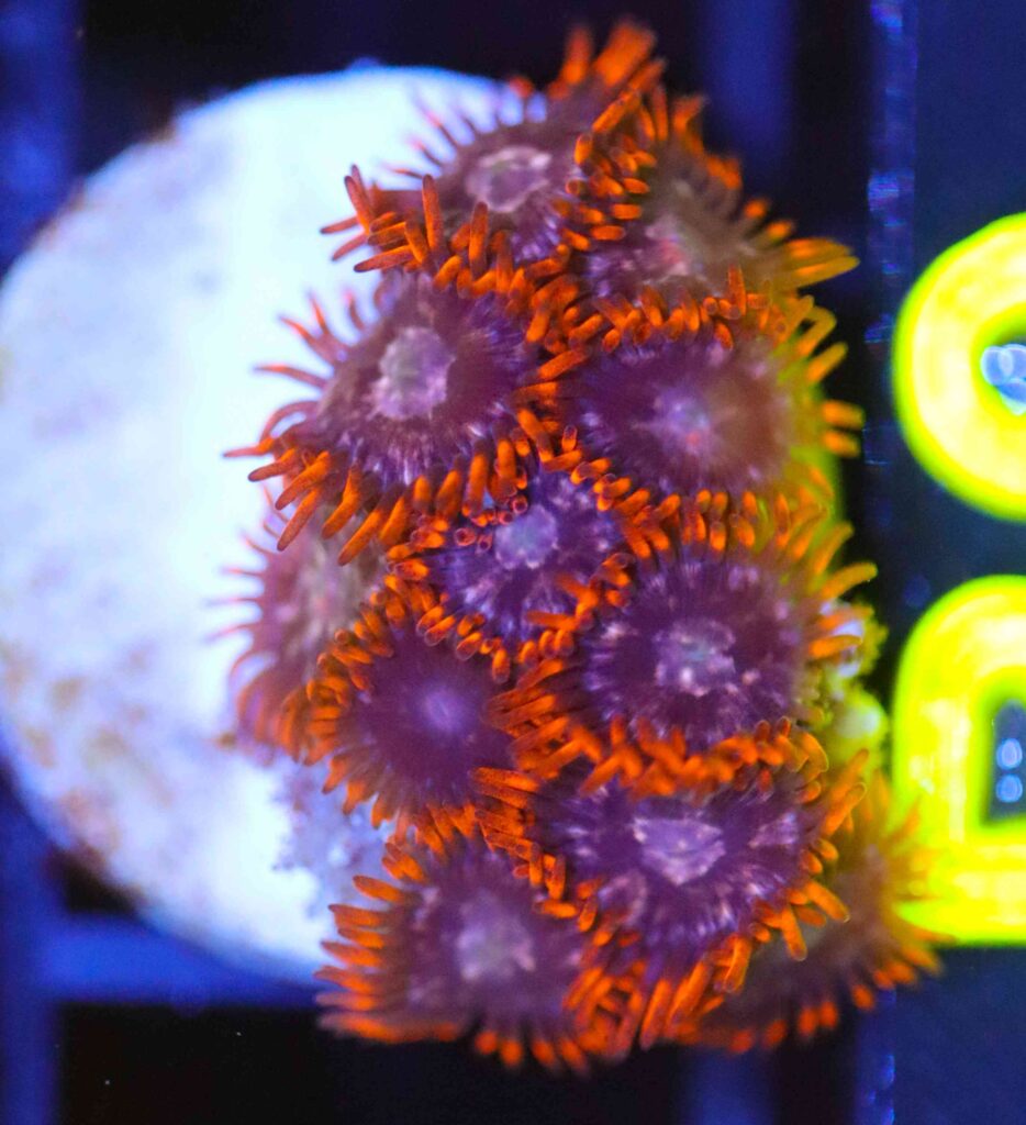 Frag Box Corals